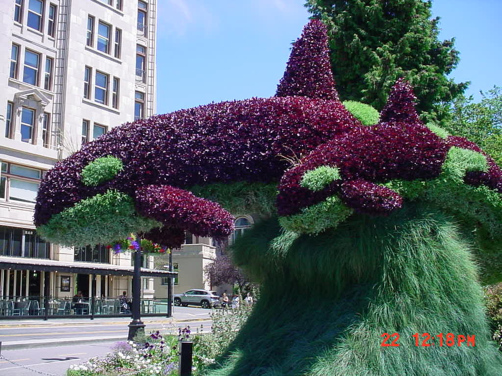 Auto-generated description: A topiary sculpture features two orca whales made from green and purple plants in an urban setting.